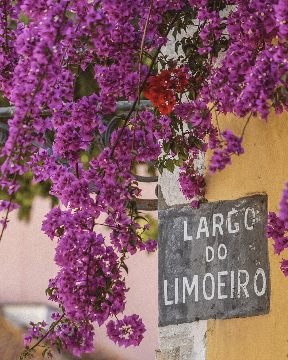 Bougainvillea over Largo do Limoeiro