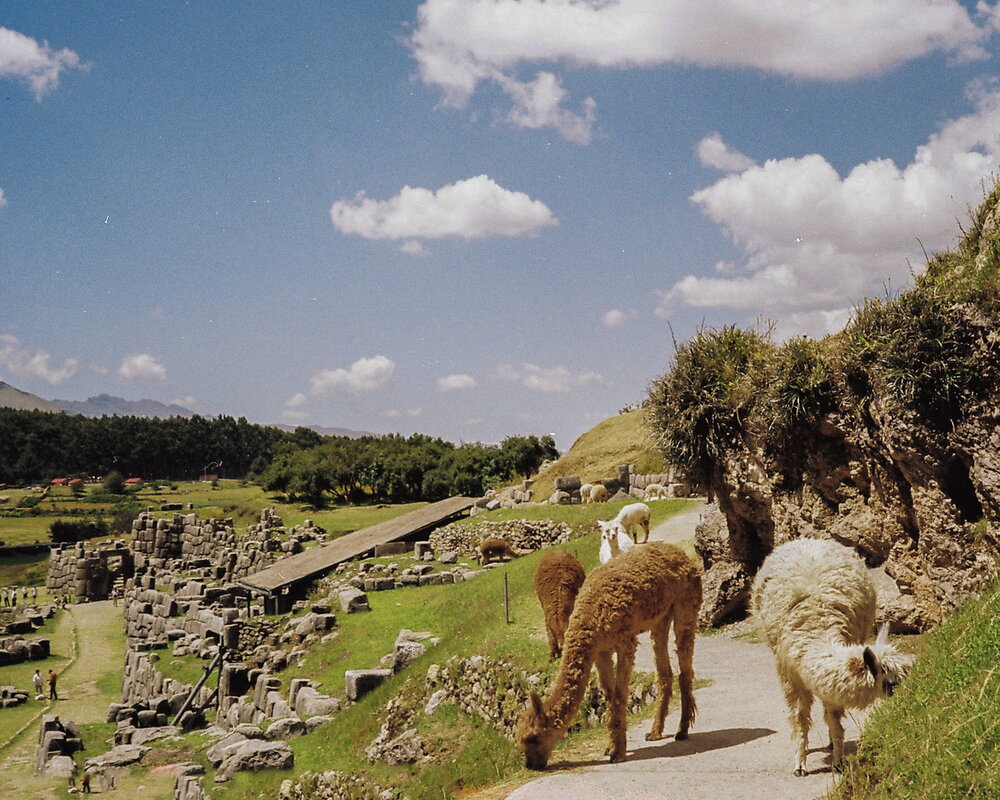 Lamas zwischen den Mauern von Saqsaywaman