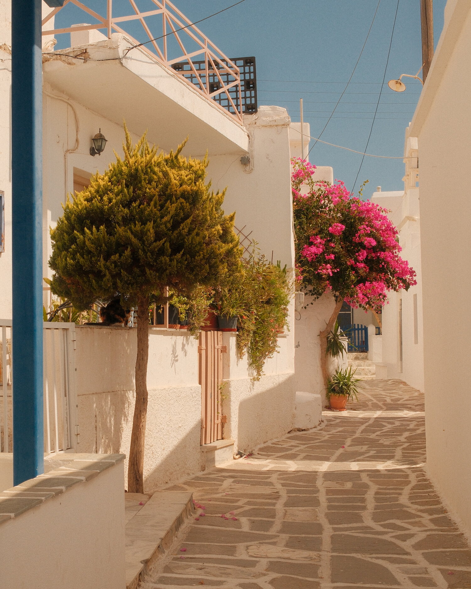 Pink bougainvillea in a sunlit village lane