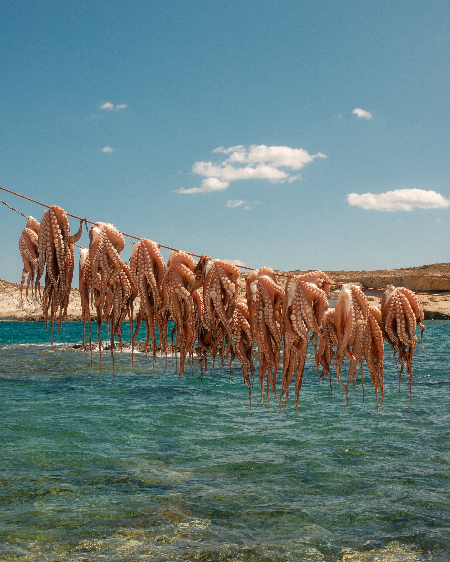 Octopus drying on a line above the sea