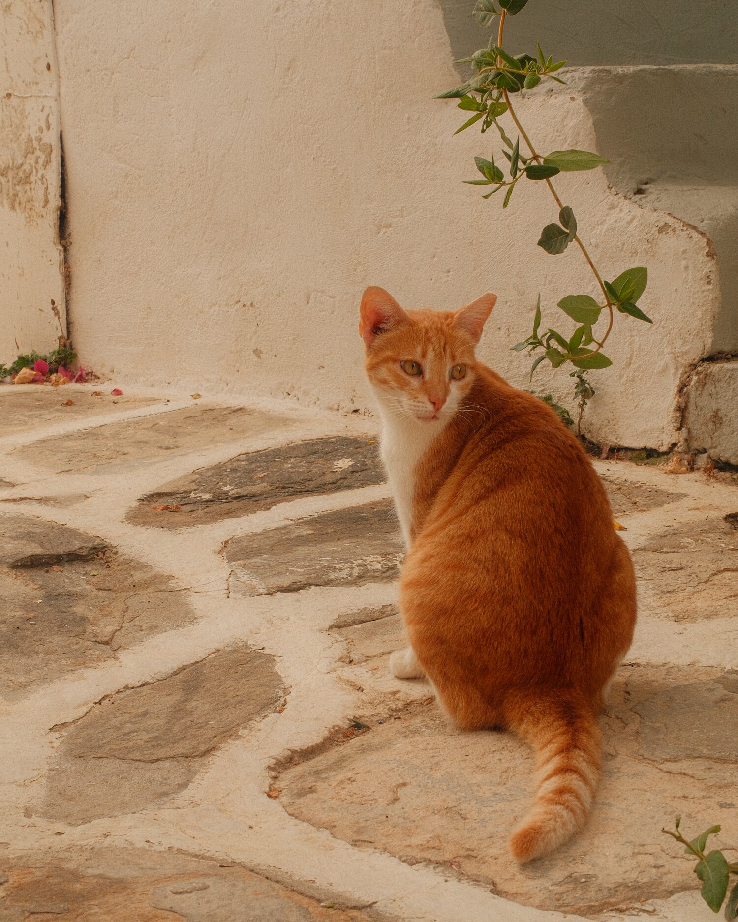 Rote Katze auf weiß gefugtem Pflaster