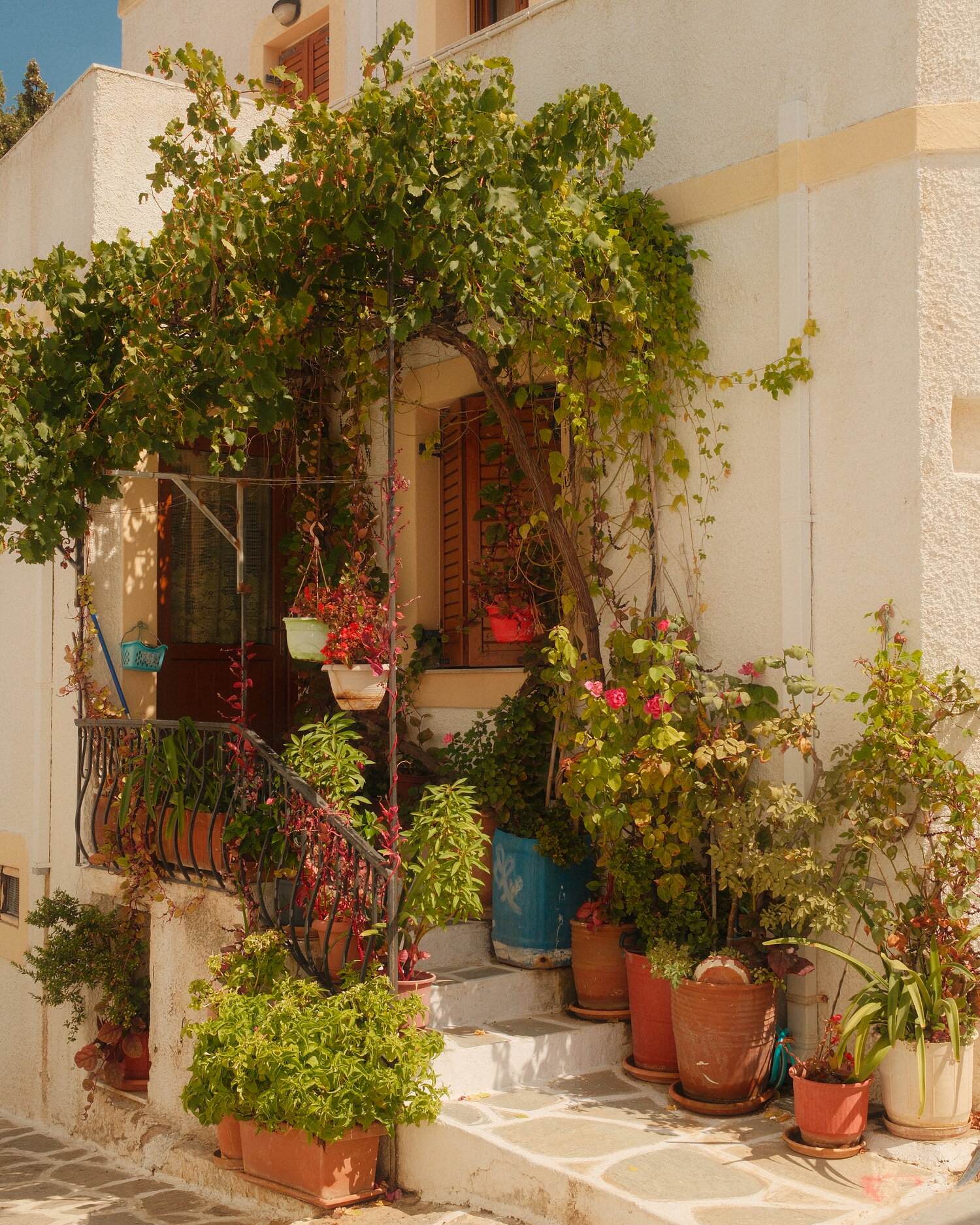 Doorstep garden under a vine