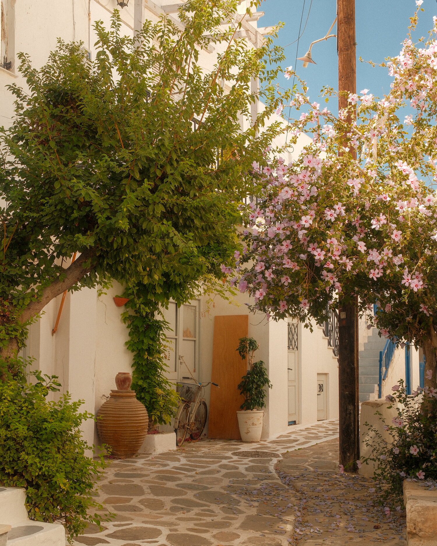 Blühende Bäume über einer Gasse auf Paros