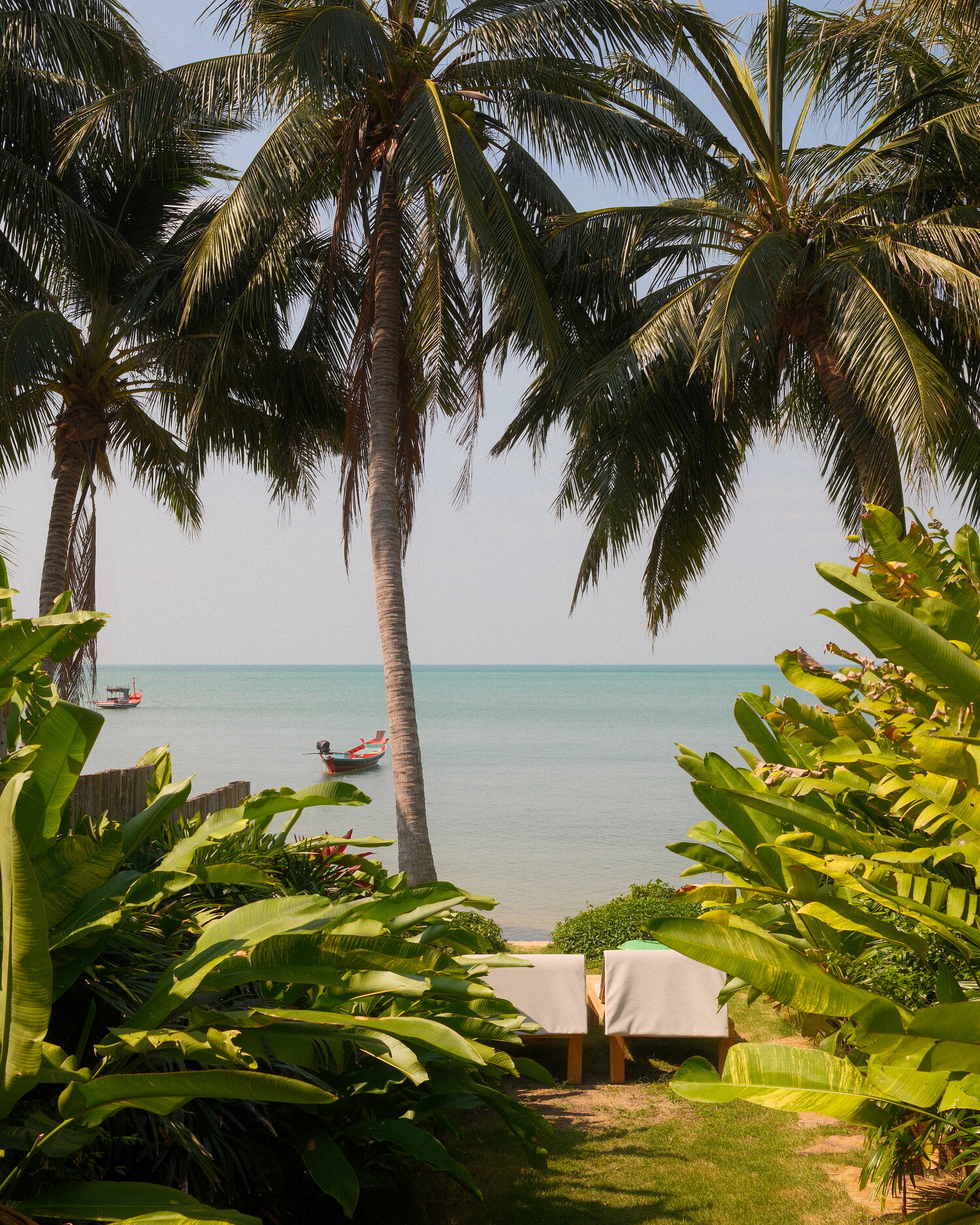 Palmeras sobre el mar en Koh Phangan