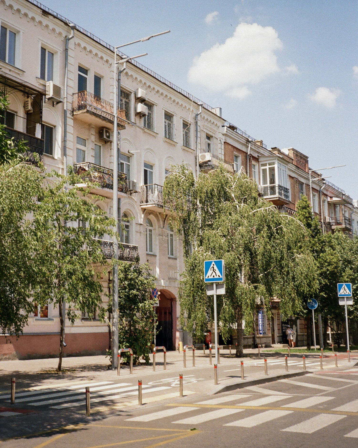 Weeping birches on a Kyiv street corner