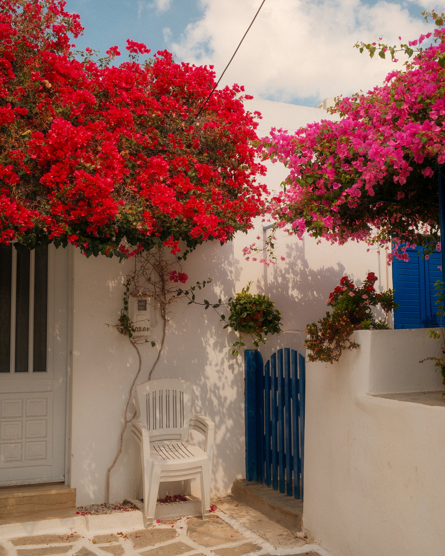Bougainvillea über einem blauen Gartentor