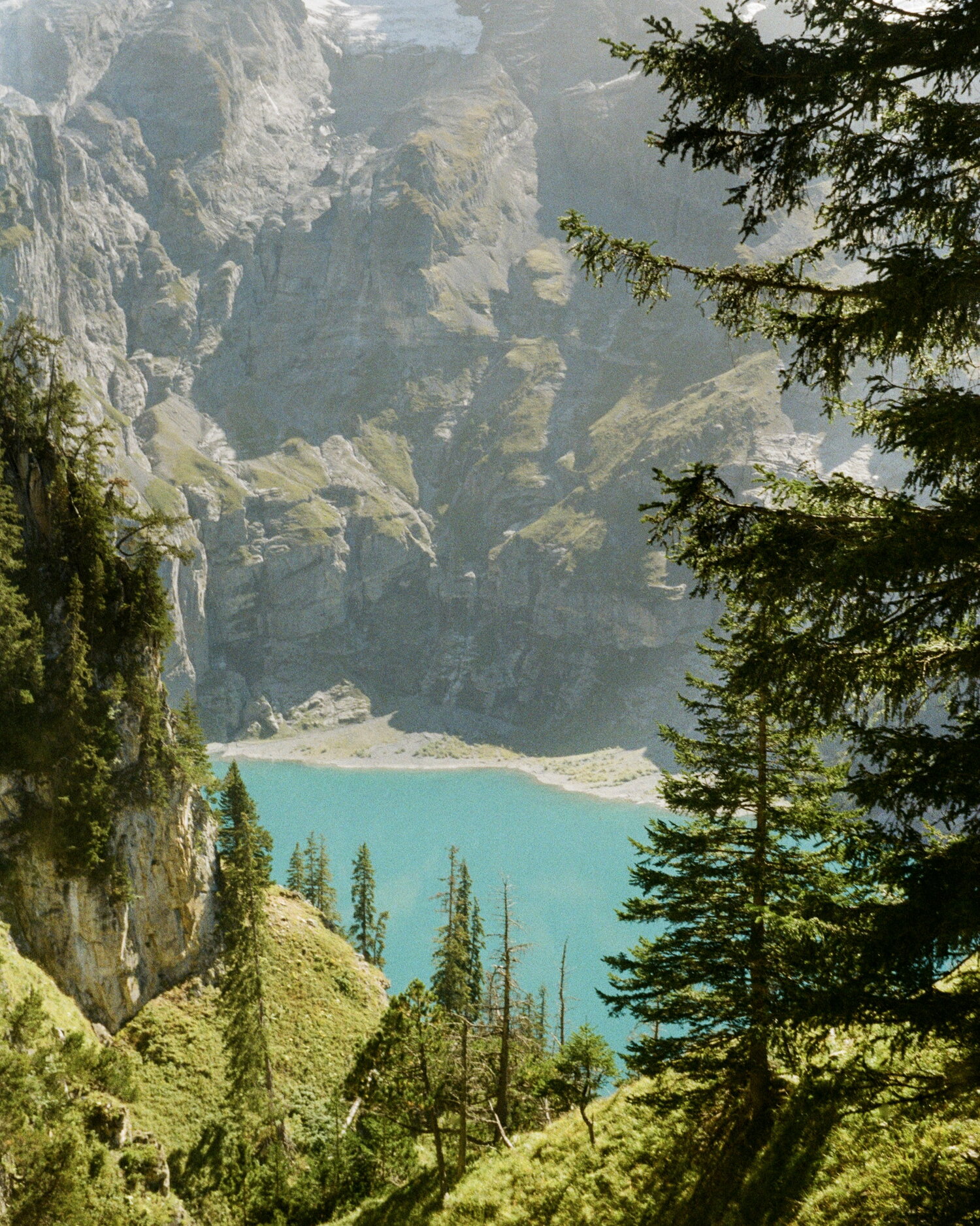Türkisfarbener Oeschinensee durch Tannenzweige