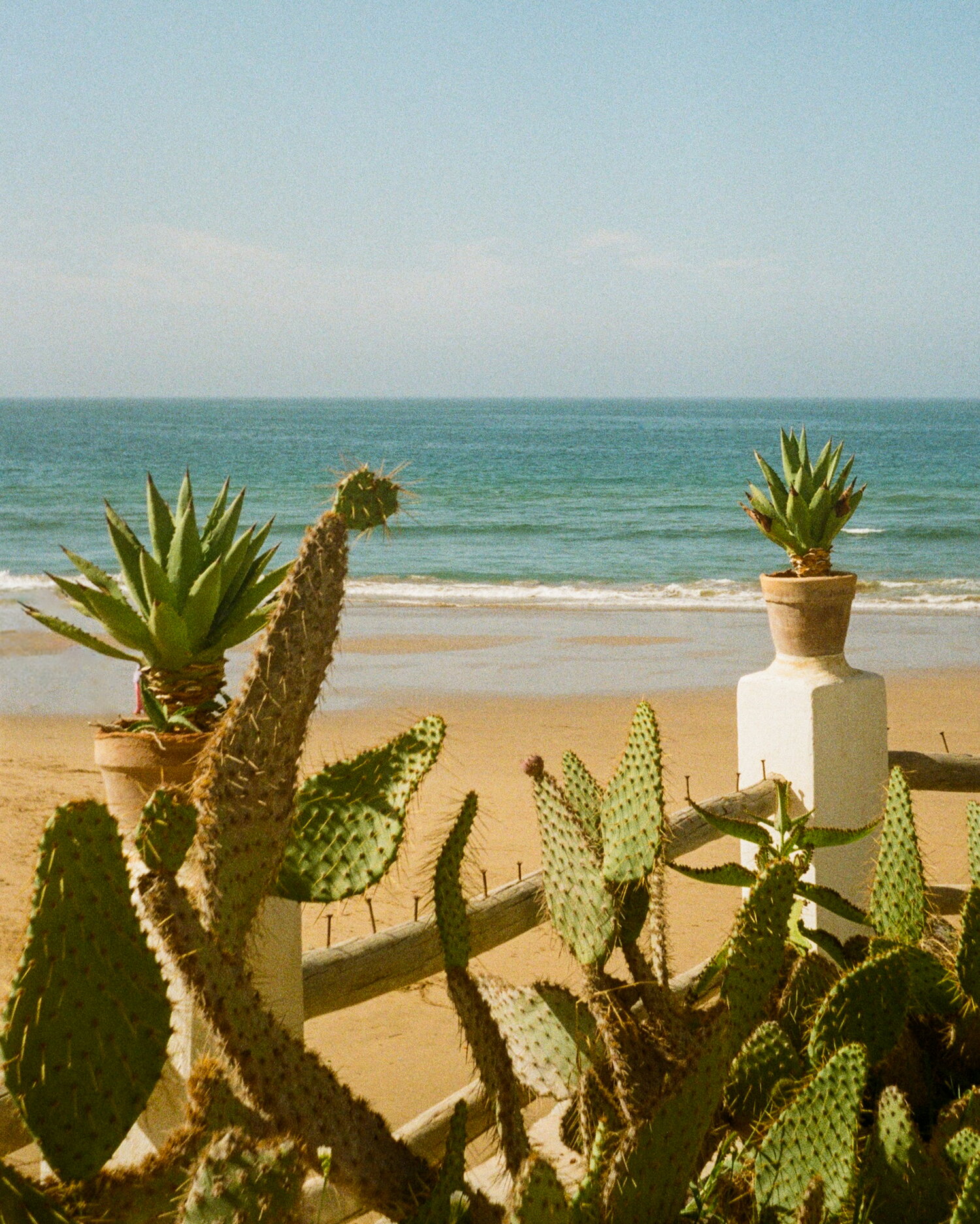 Cacti and agaves above a sunny beach