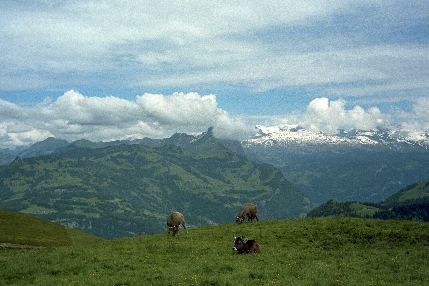 Kühe über einem grünen Alpental