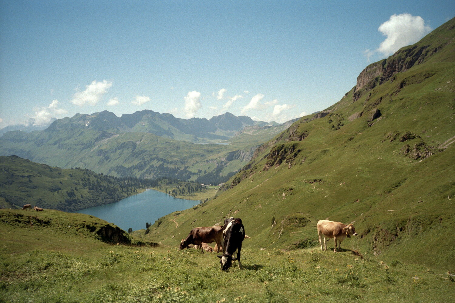 Cows on a high pasture above a blue lake