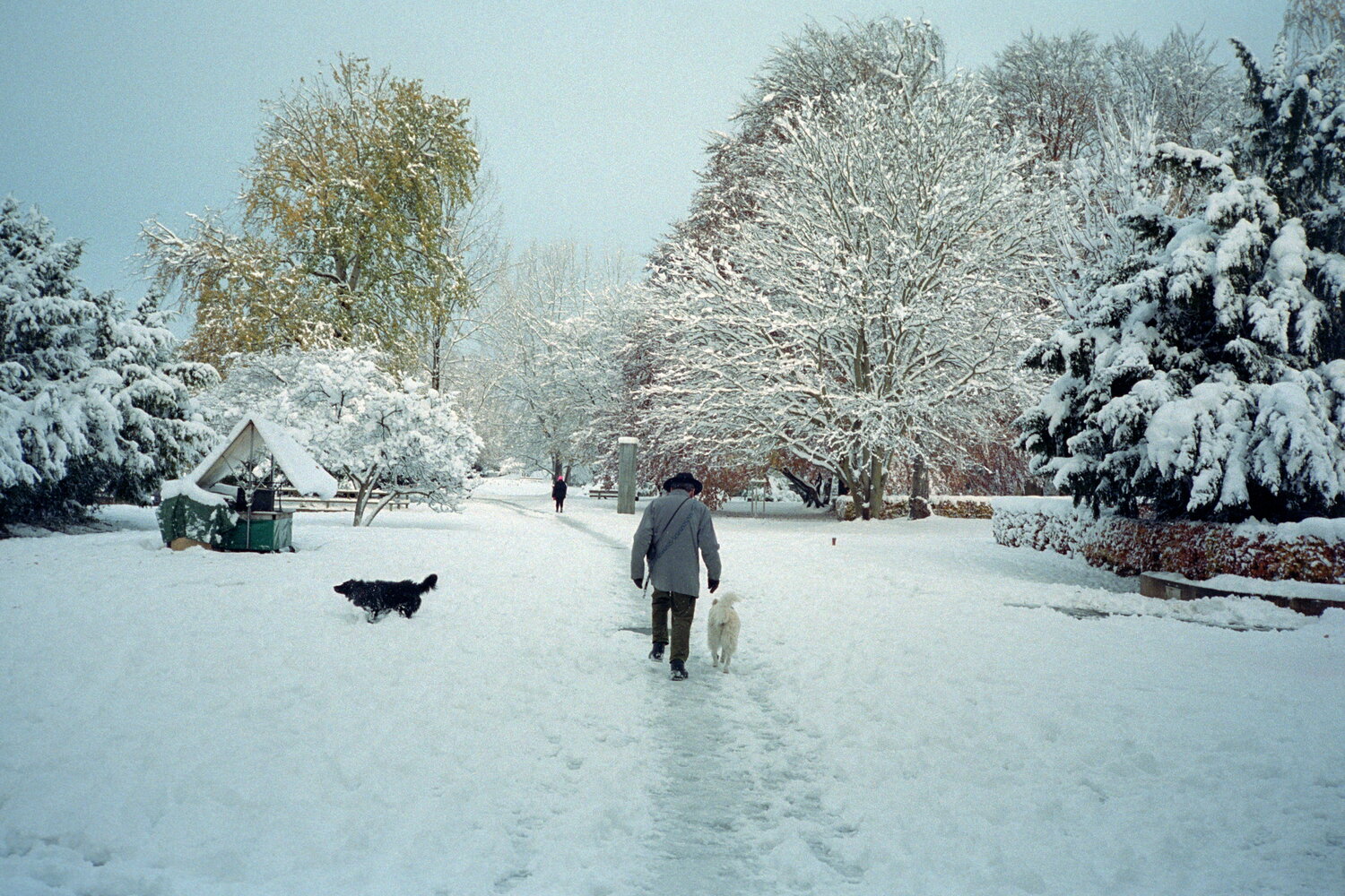 A walk with two dogs through a snowy Zurich park