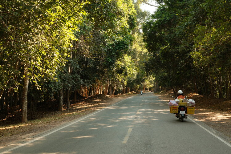 A forest road through Angkor