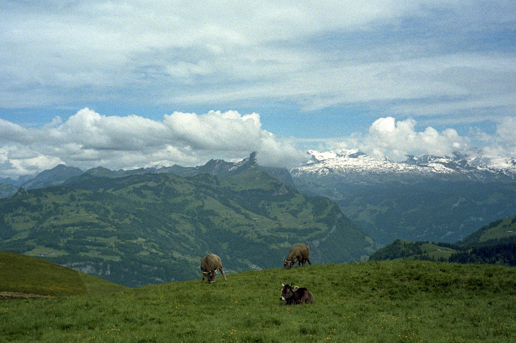 swiss landscape alps